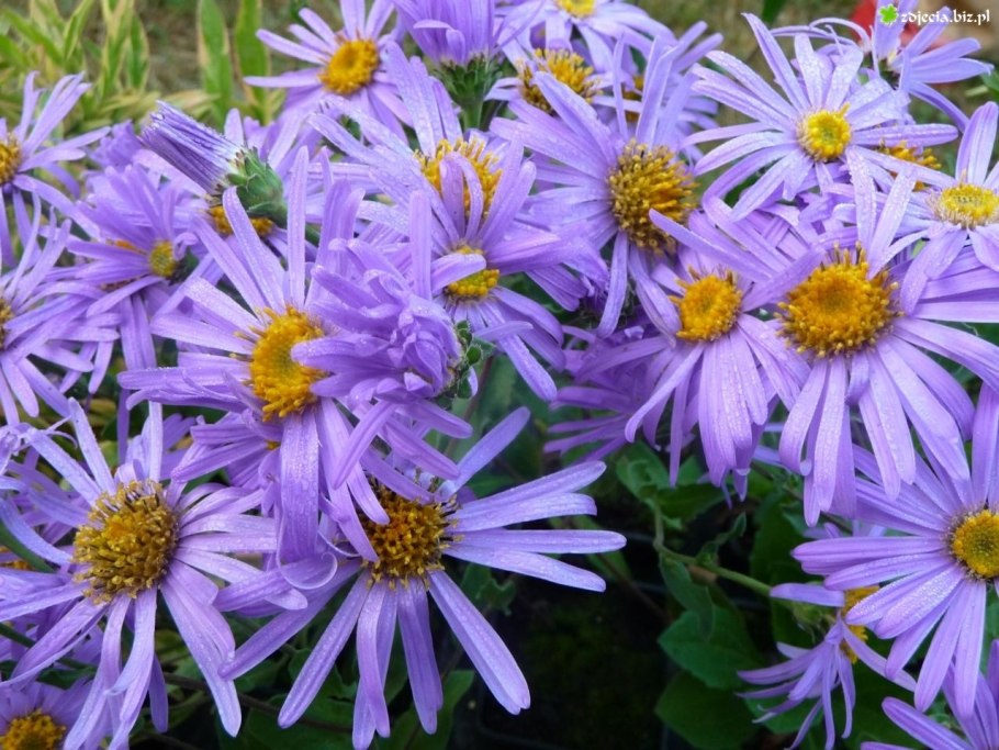 Астра Ромашковая. Aster amellus