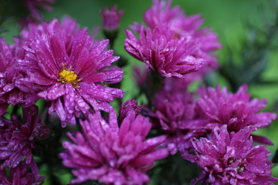 Астра итальянская (Aster amellus)