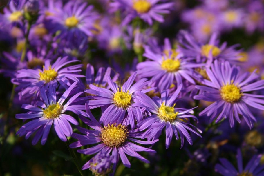 Aster amellus