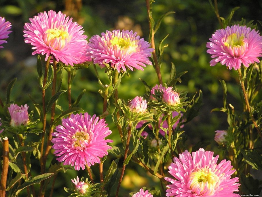Астра Ромашковая. Aster amellus