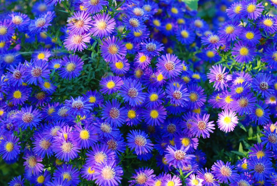 Aster thomsonii