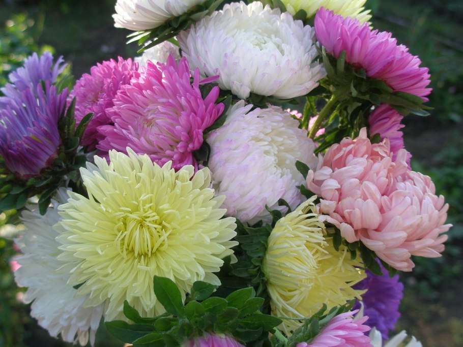 Астра Ромашковая