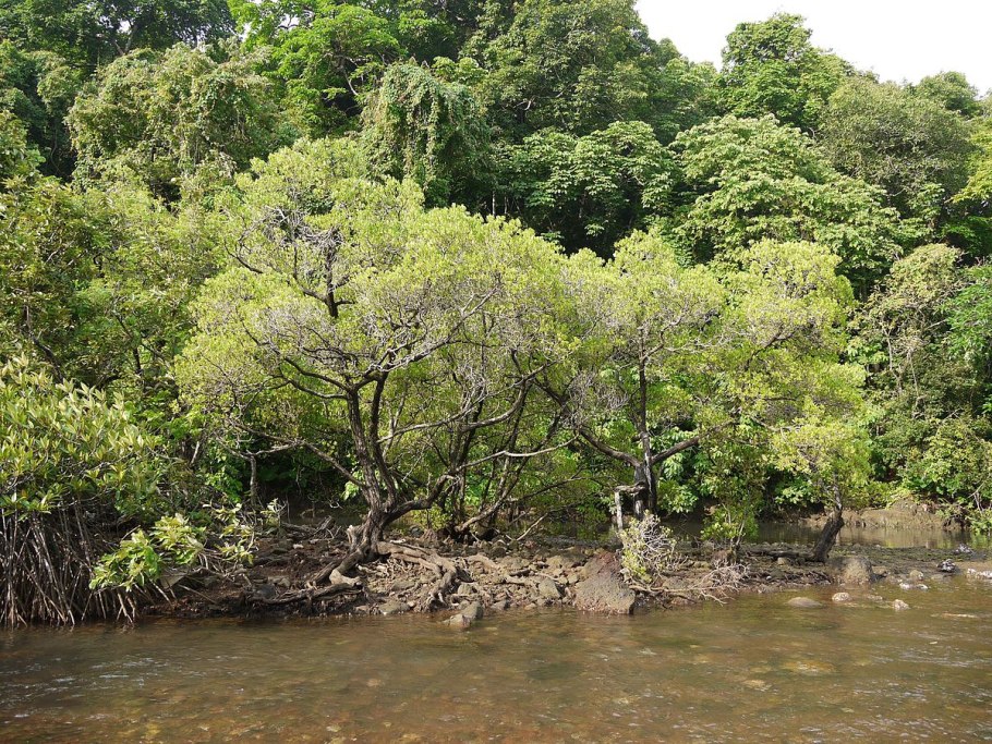 Строка поиска