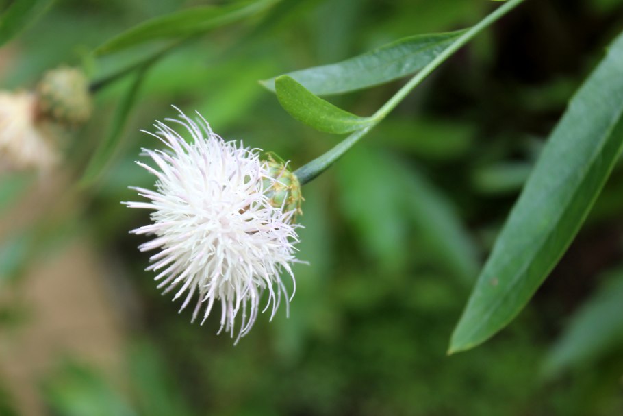 Мирриниум тёмнопурпурный