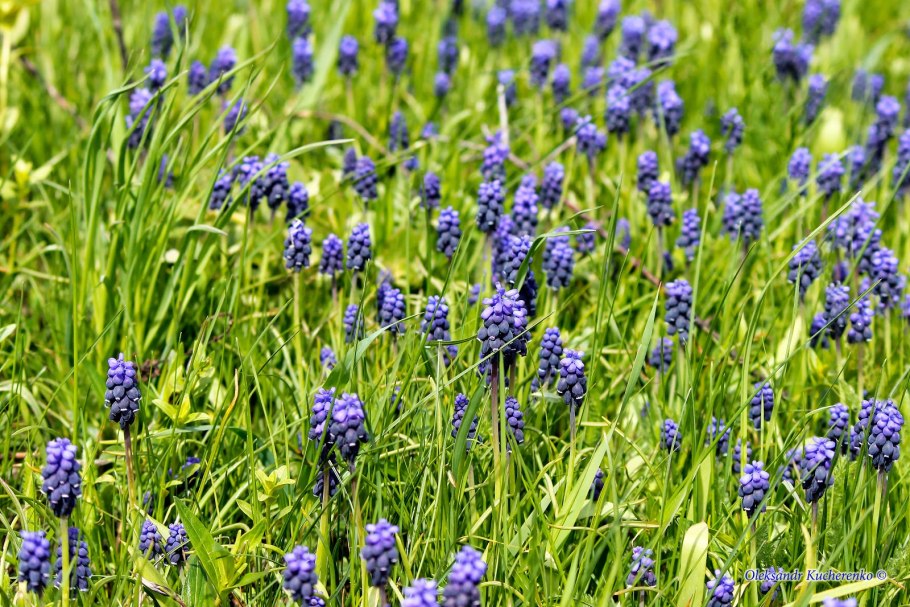 Мускари Лесные