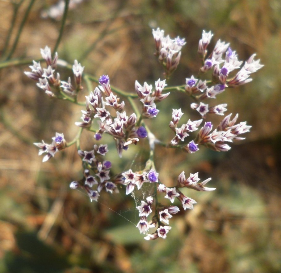 Материнская плата MSI 865gvm2-LS