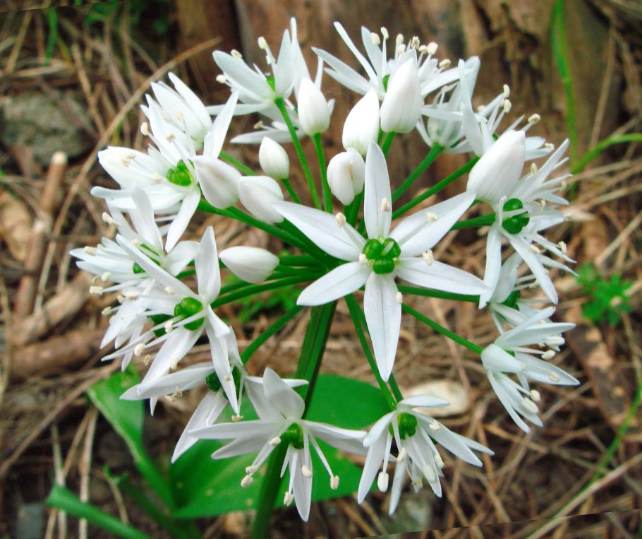 Allium angulosum