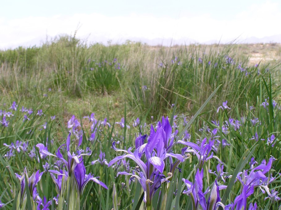 Лук скорода интересные факты