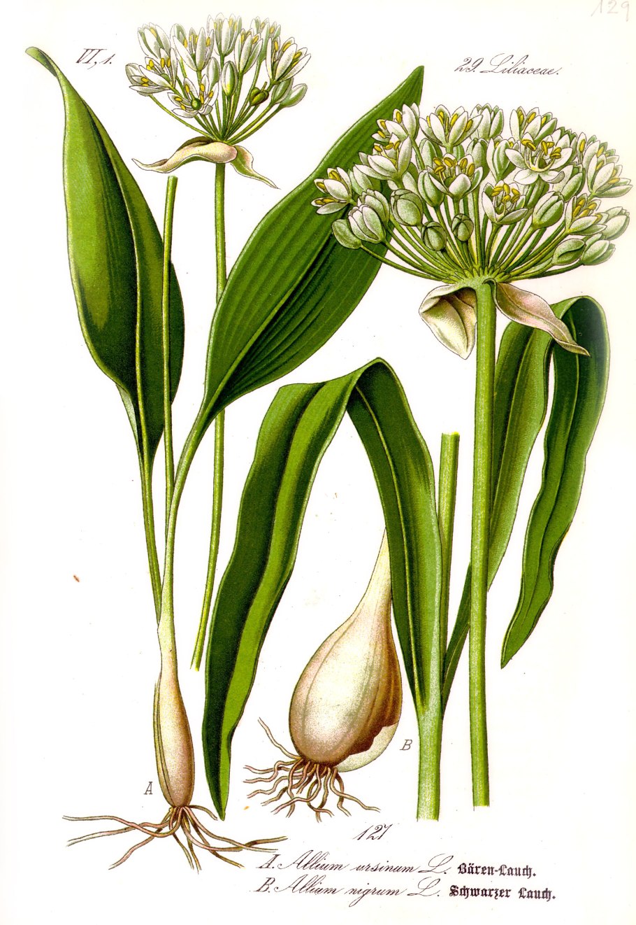 Лук метельчатый Allium paniculatum l.