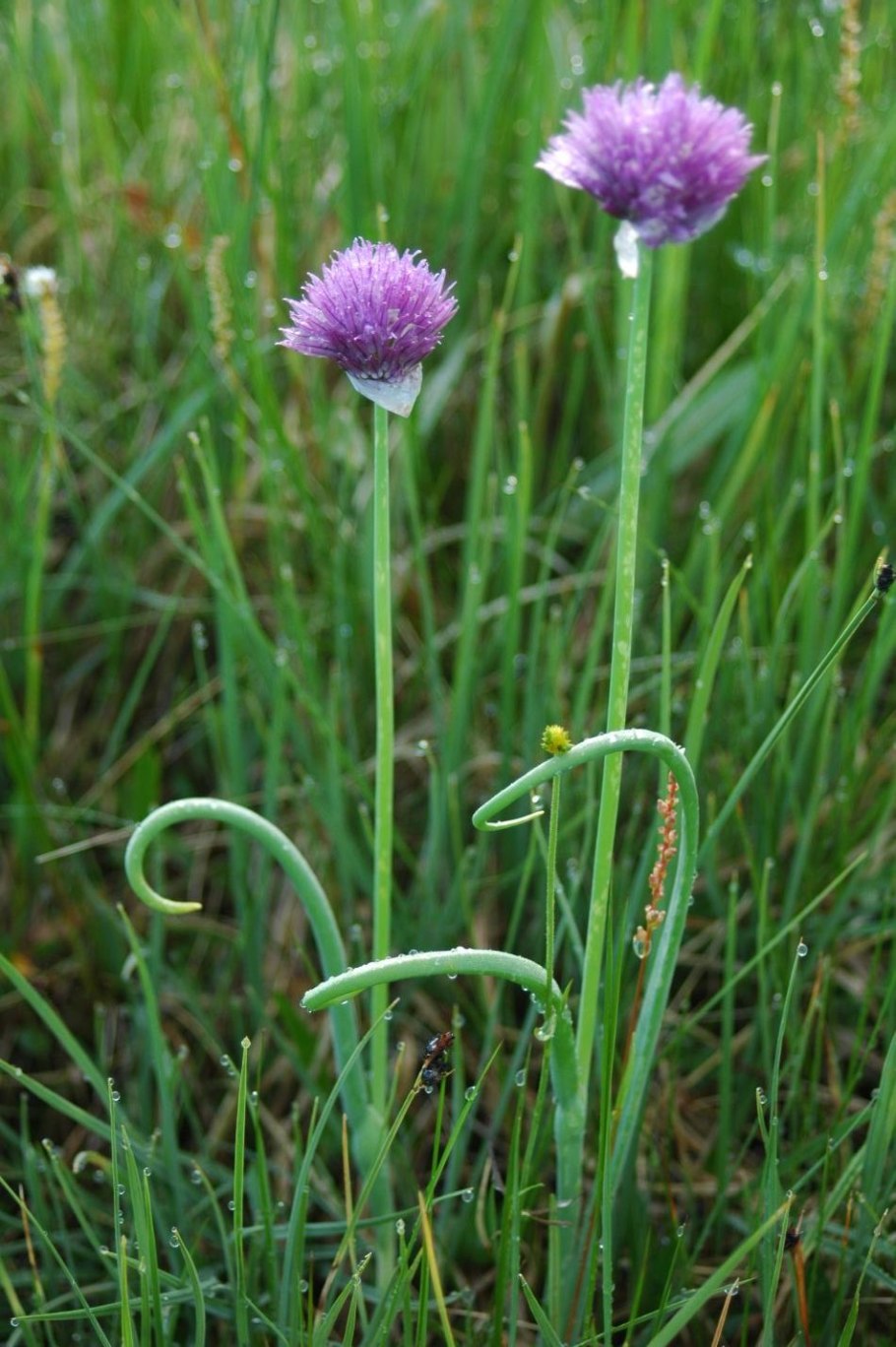 Allium altaicum