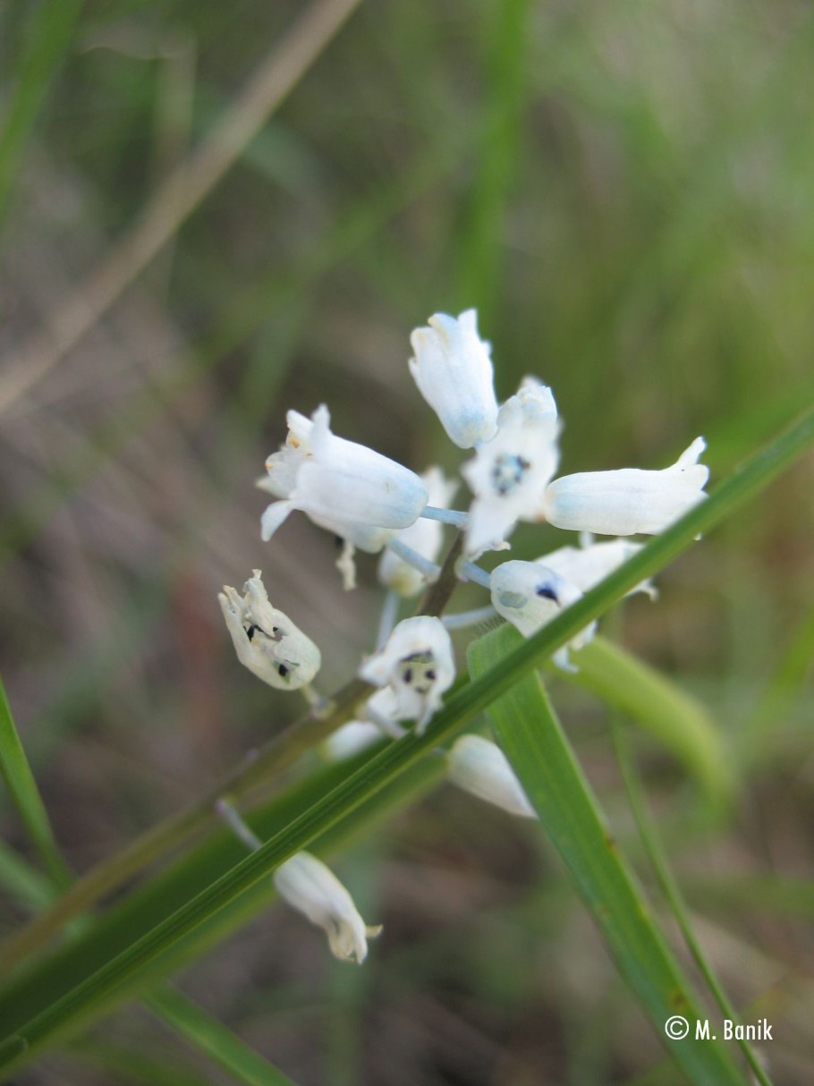 Гиацинтелла пепельно-серая или беловатая Hyacinthella leucophaea