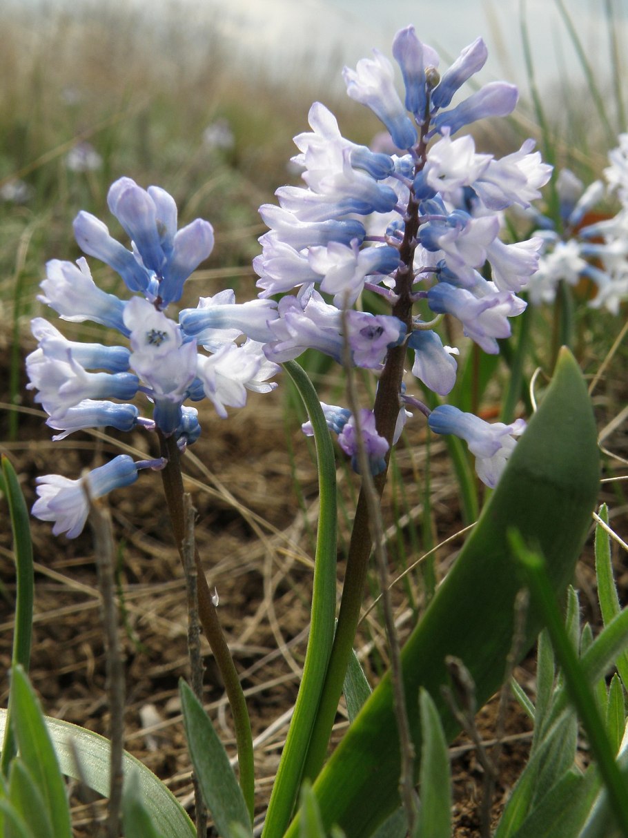 Лук угловатый (мышиный чеснок) – Allium angulosum (l.).
