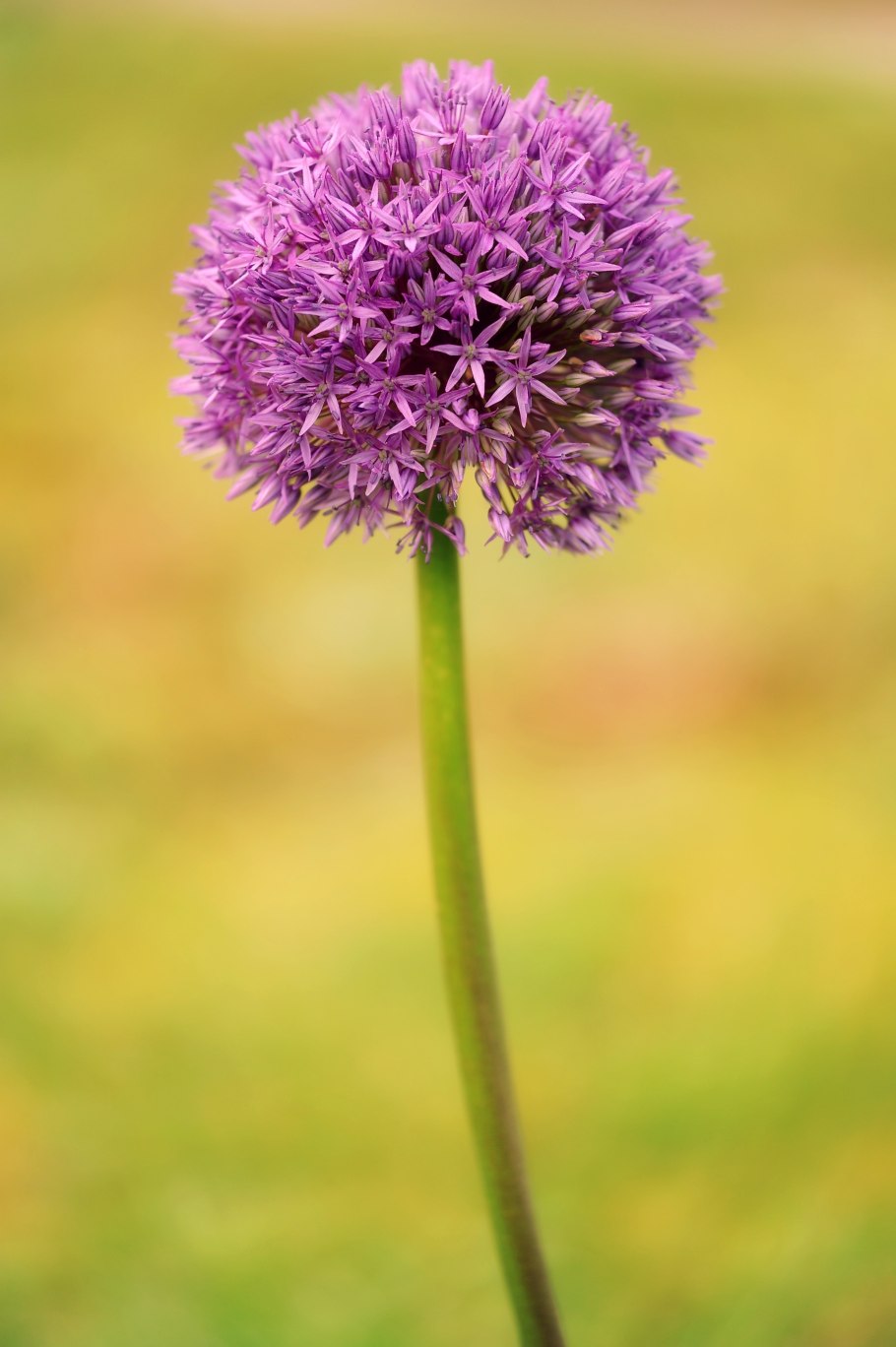Allium sacculiferum