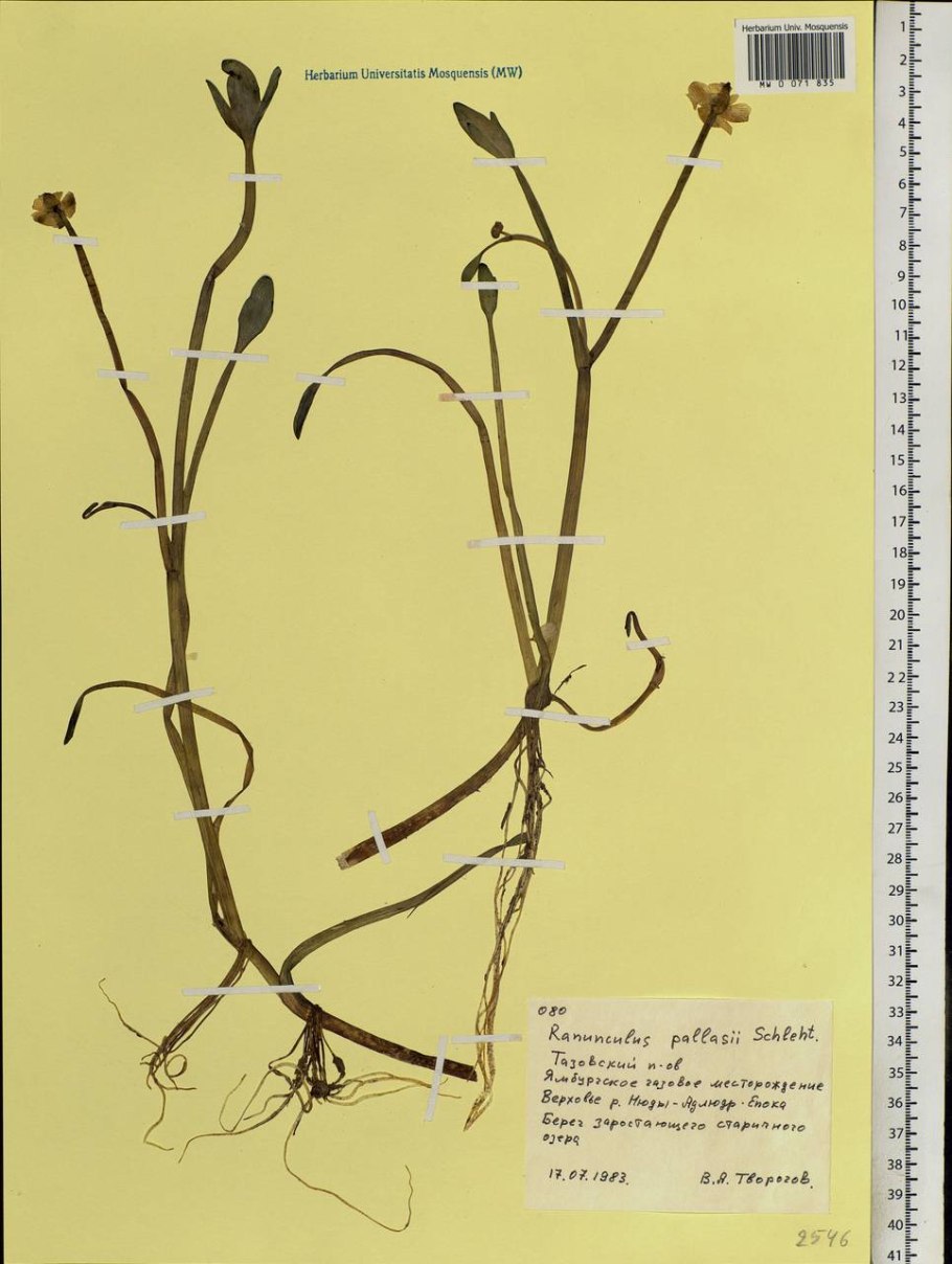 Лук шнитт медонос 0,5гр/ 10