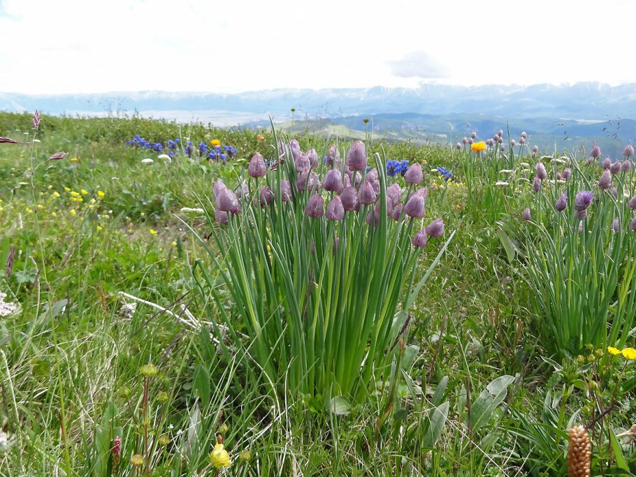 Лук скорода в тундре