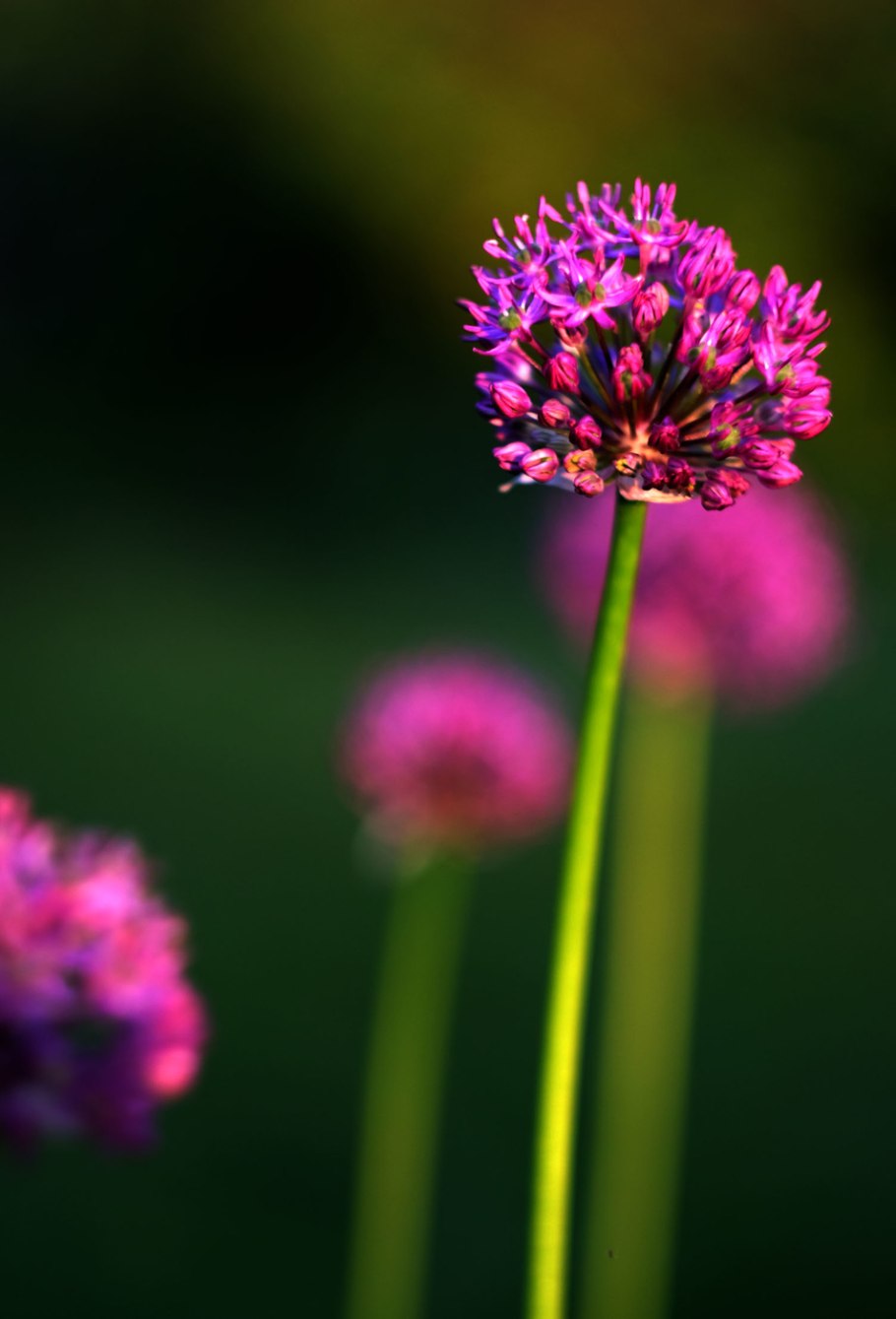 Аллиум цветок