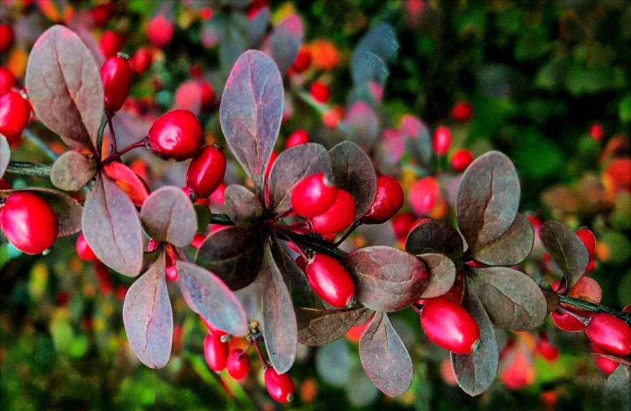 Барбарис обыкновенный Berberis vulgaris