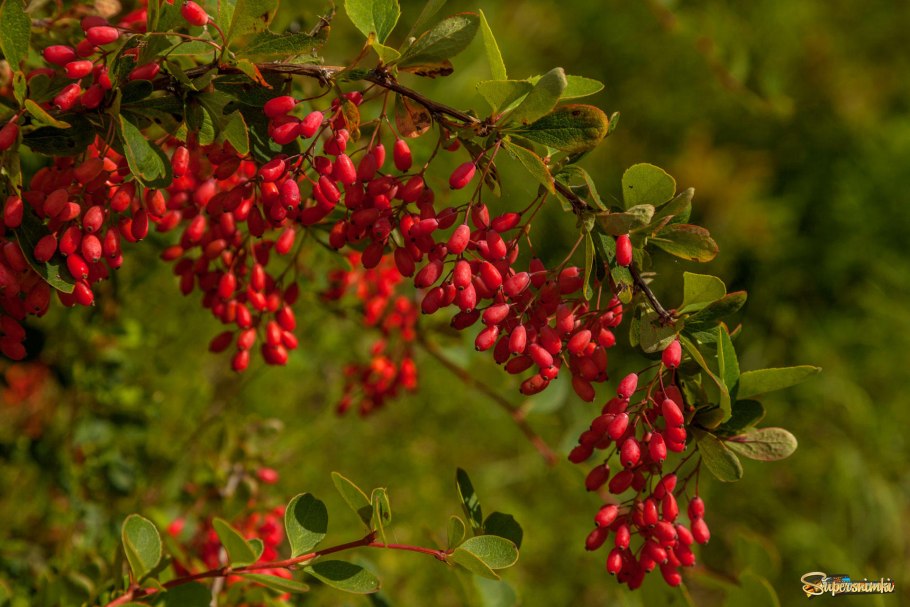 Барбарис целенокрайный