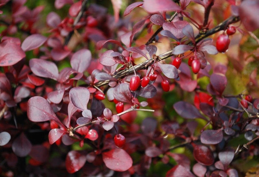 Барбарис обыкновенный (vulgaris)