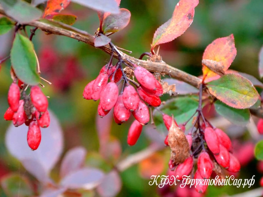 Барбарис обыкновенный кустарник
