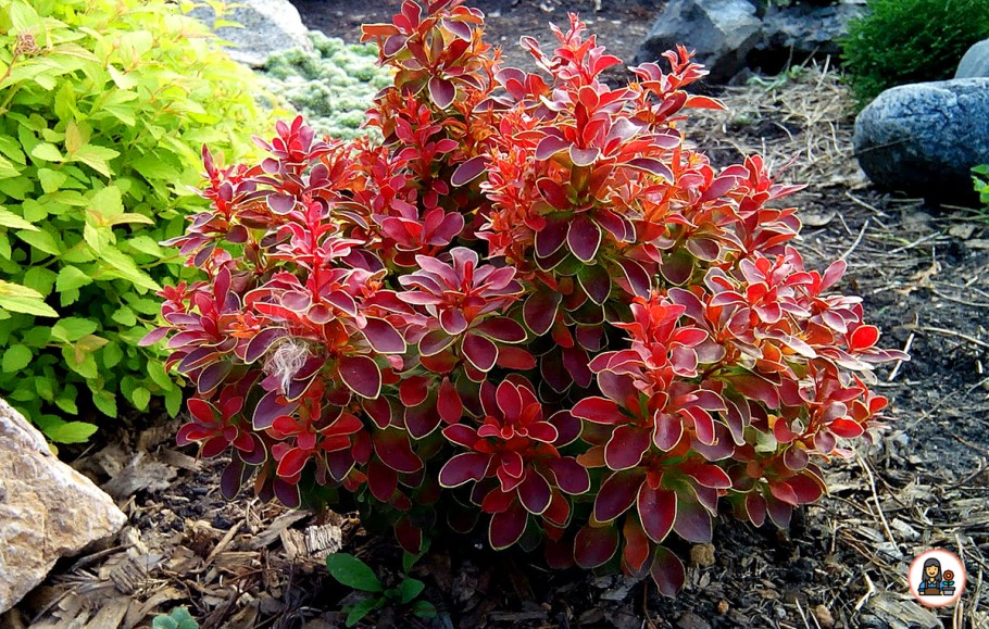 Барбарис монетчатый