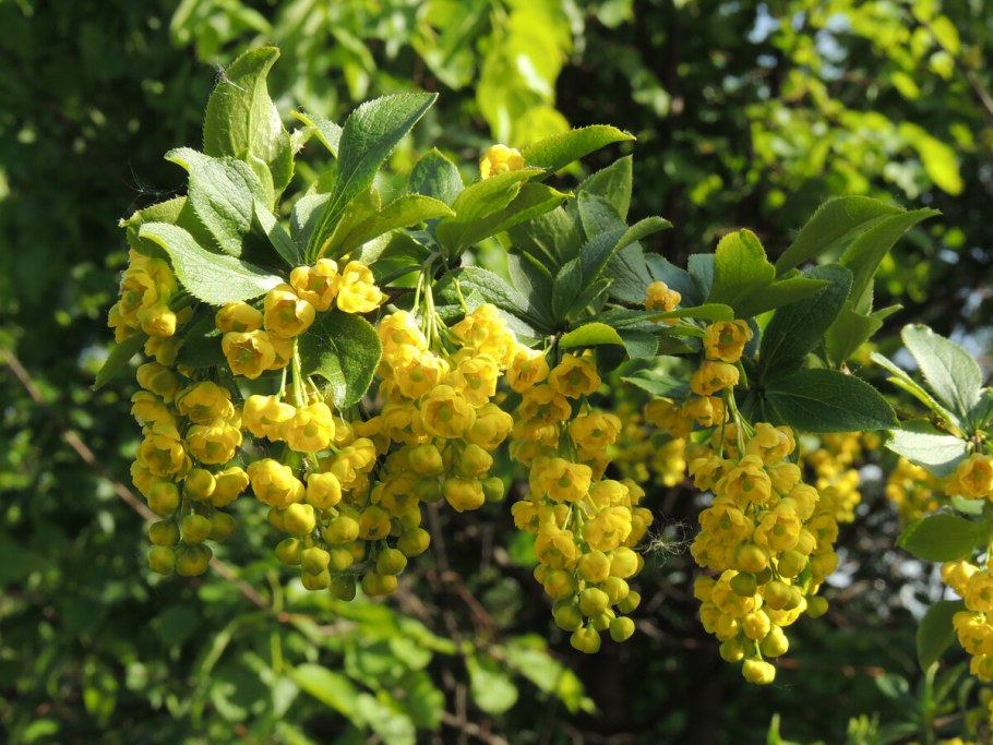 Барбарис Атропурпуреа Нана