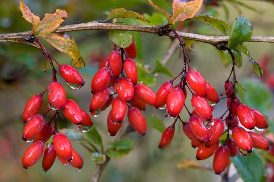Berberis Noname