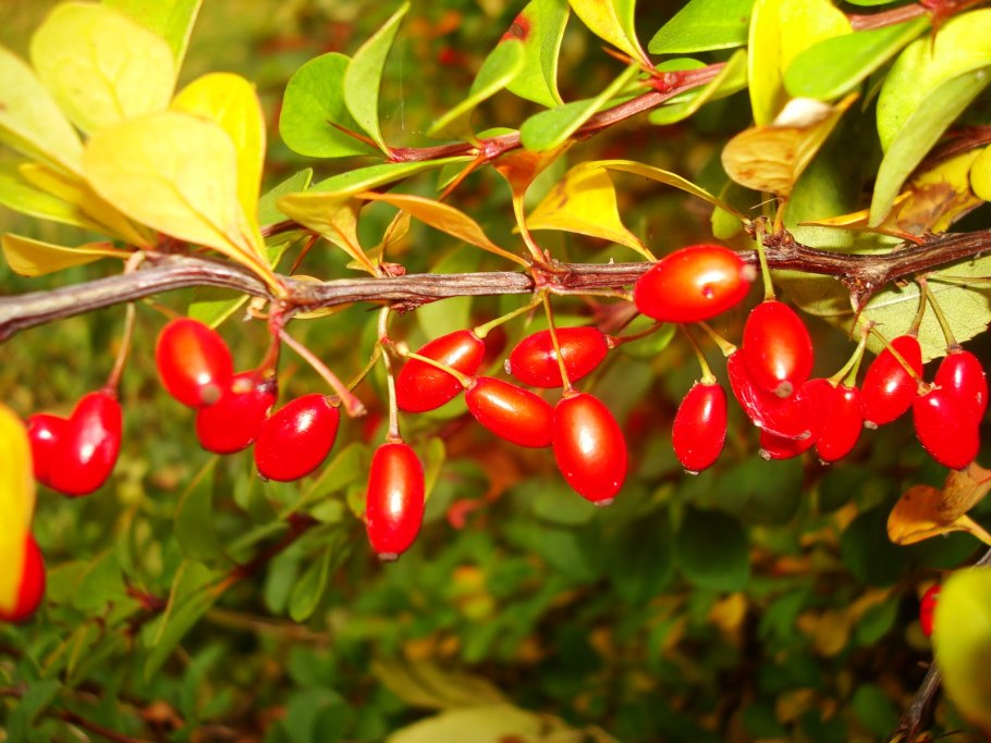 Барбарис обыкновенный Berberis vulgaris