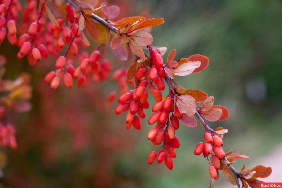 Барбарис колючий кустарник