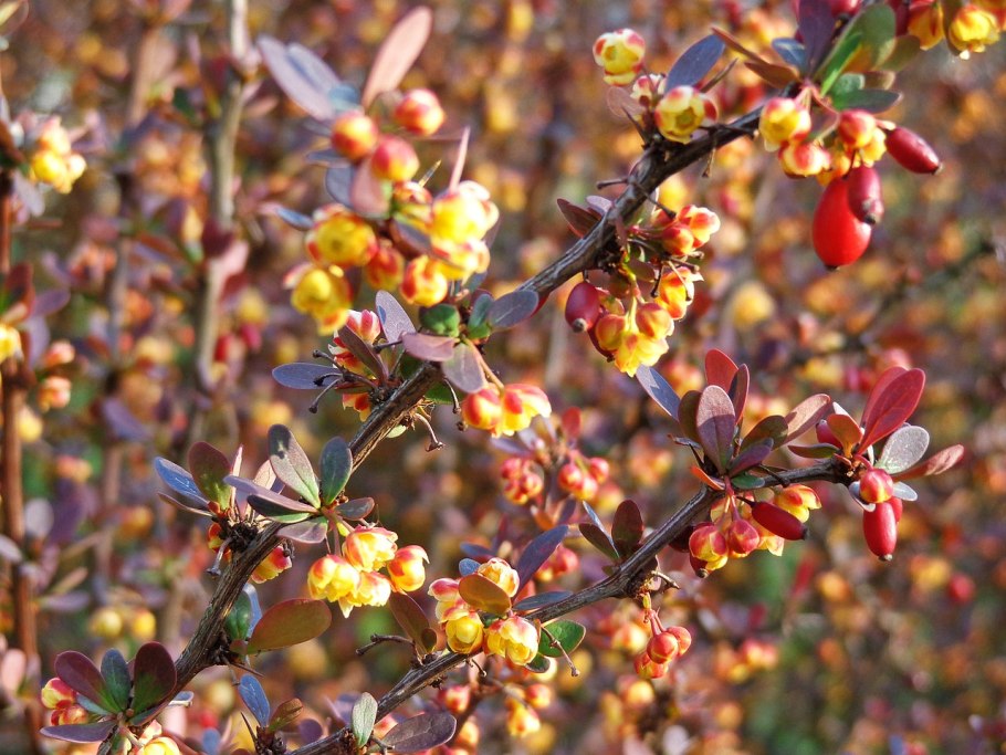 Барбарис обыкновенный Berberis vulgaris