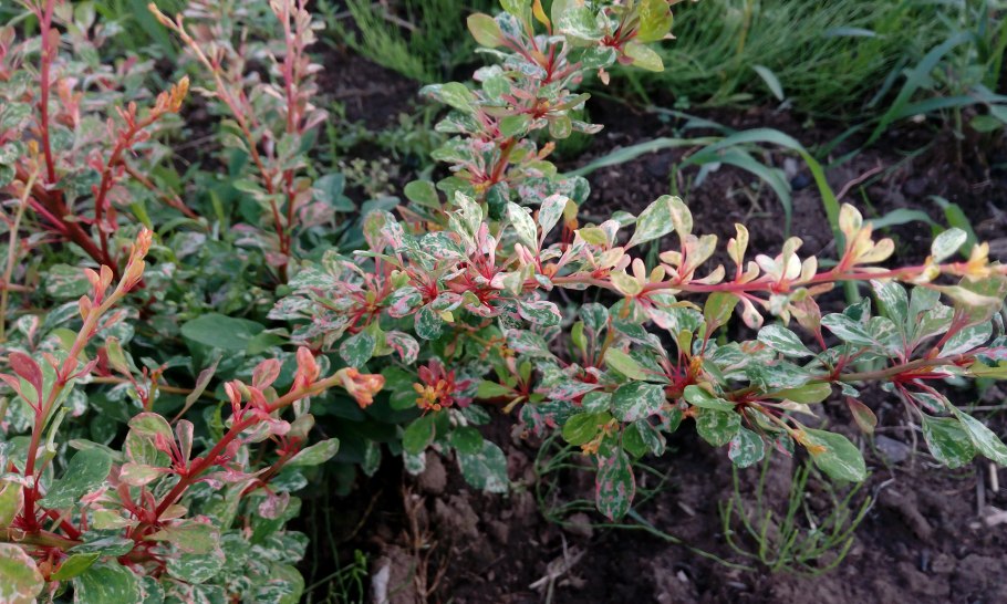 Барбарис обыкновенный антоциановый