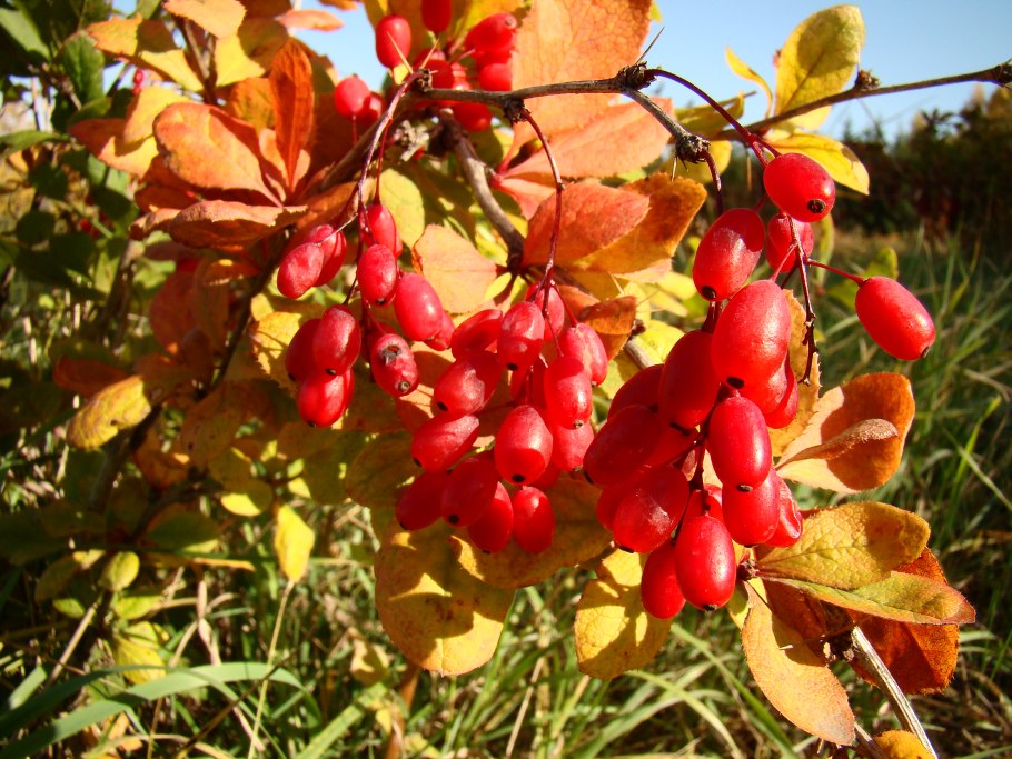 Барбарис монетчатый куст