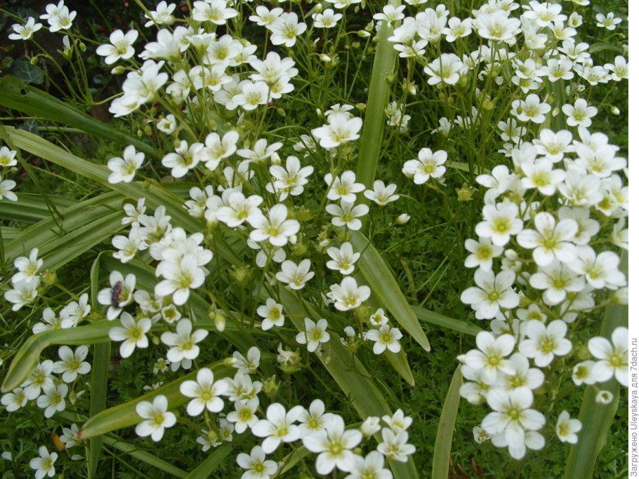 Камнеломка ложковидная