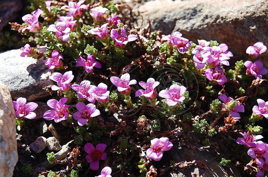 Камнеломка голостебельная