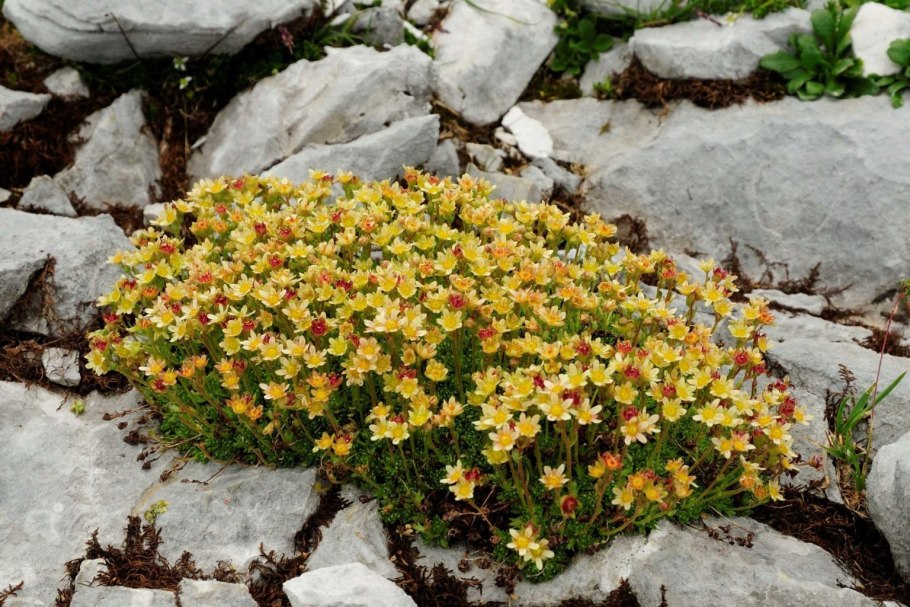 Камнеломка дернистая (Saxifraga caespitosa)