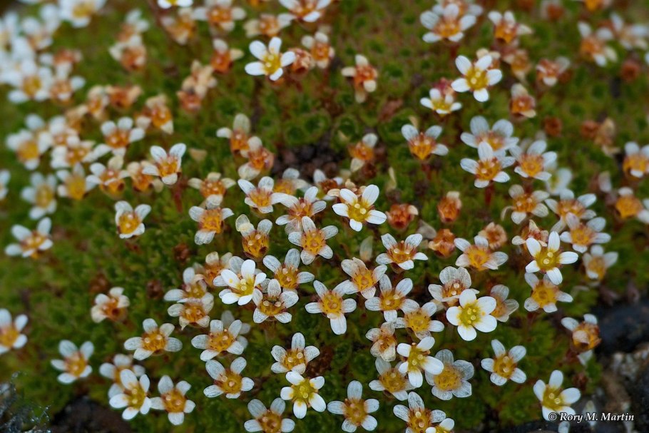 Камнеломка моховидная