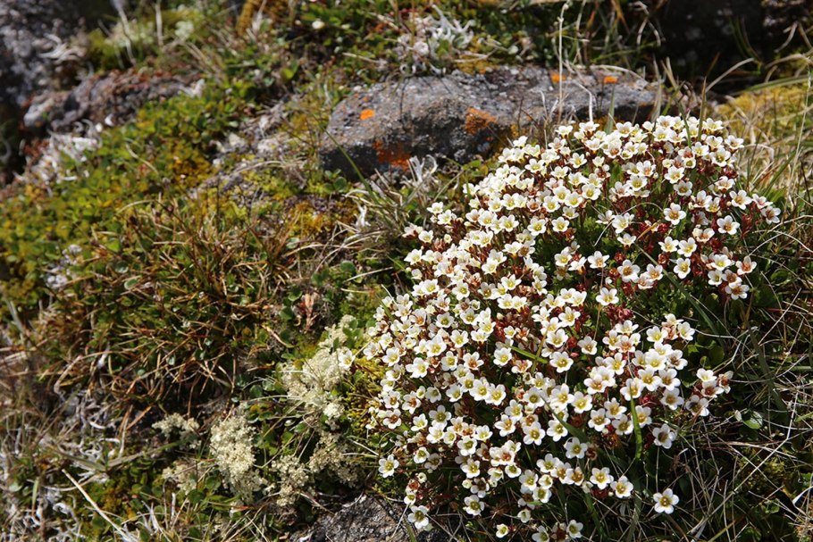 Камнеломка ‘Поль Гоген’