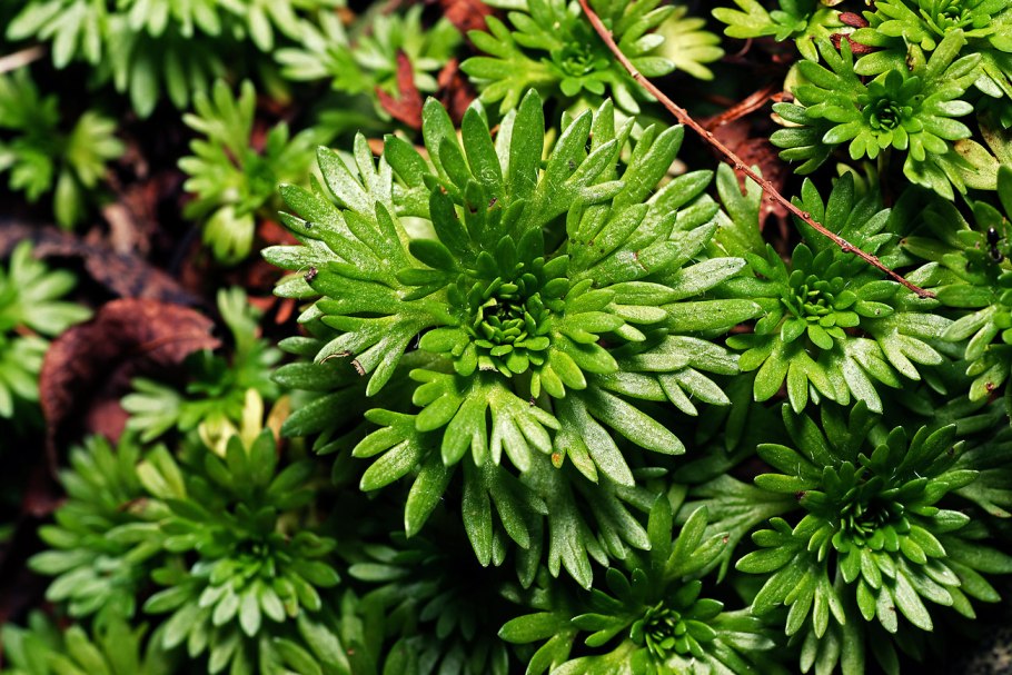 Камнеломка апикулата