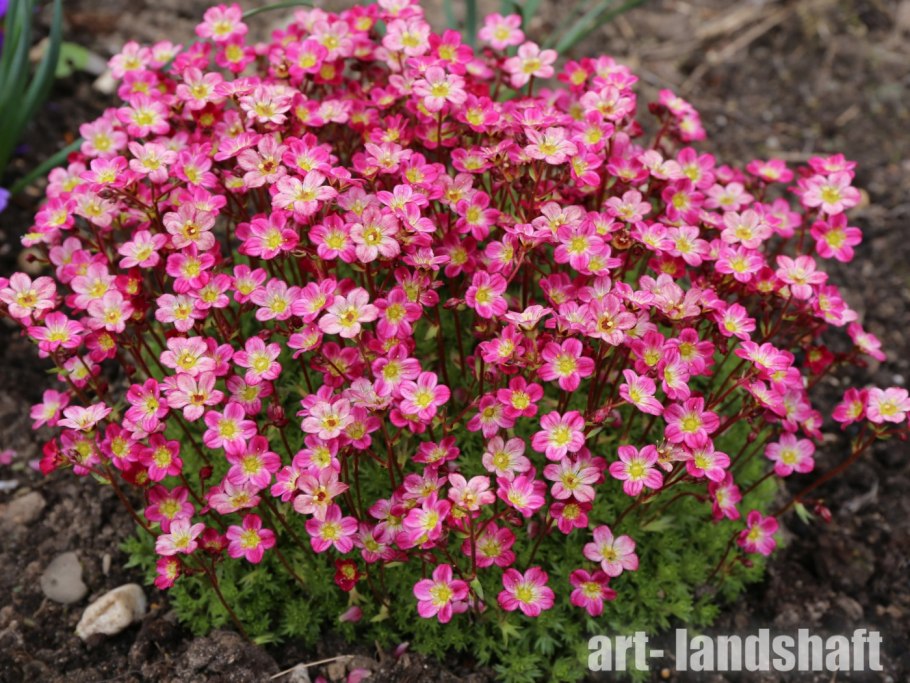 Камнеломка Королевская