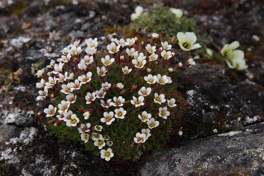 Камнеломка в Арктике