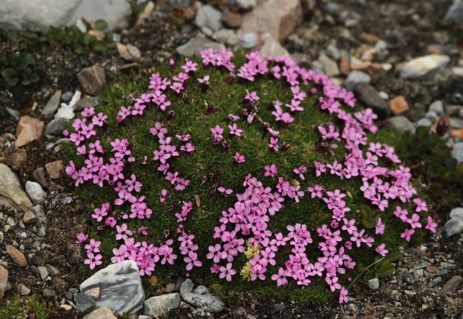 Камнеломка саксифрага