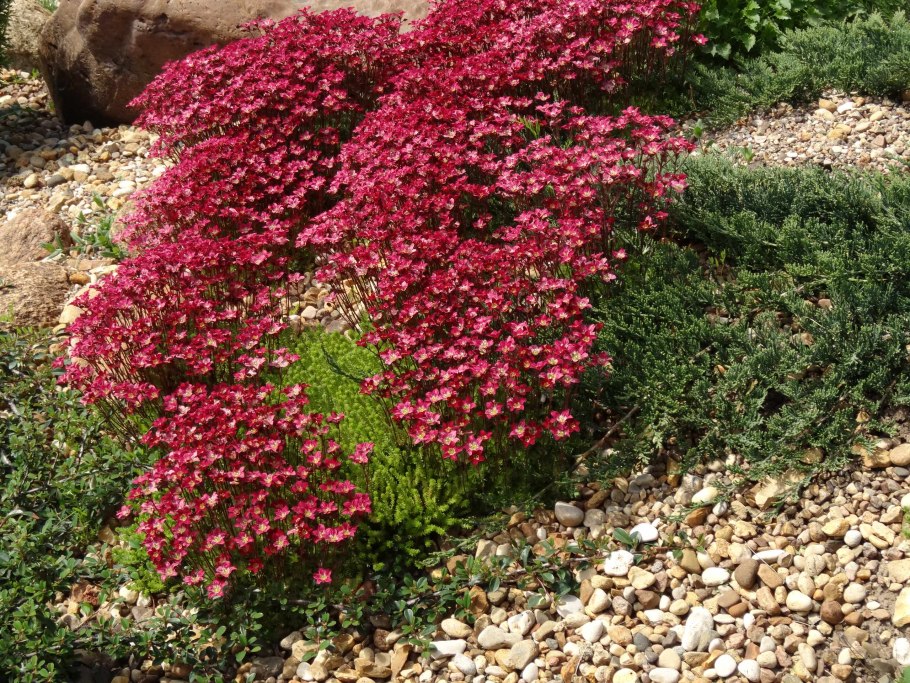 Камнеломка Ручейная