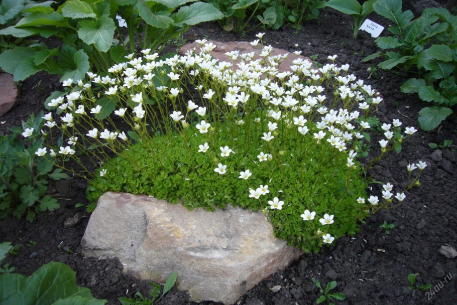 Камнеломка Schneeteppich