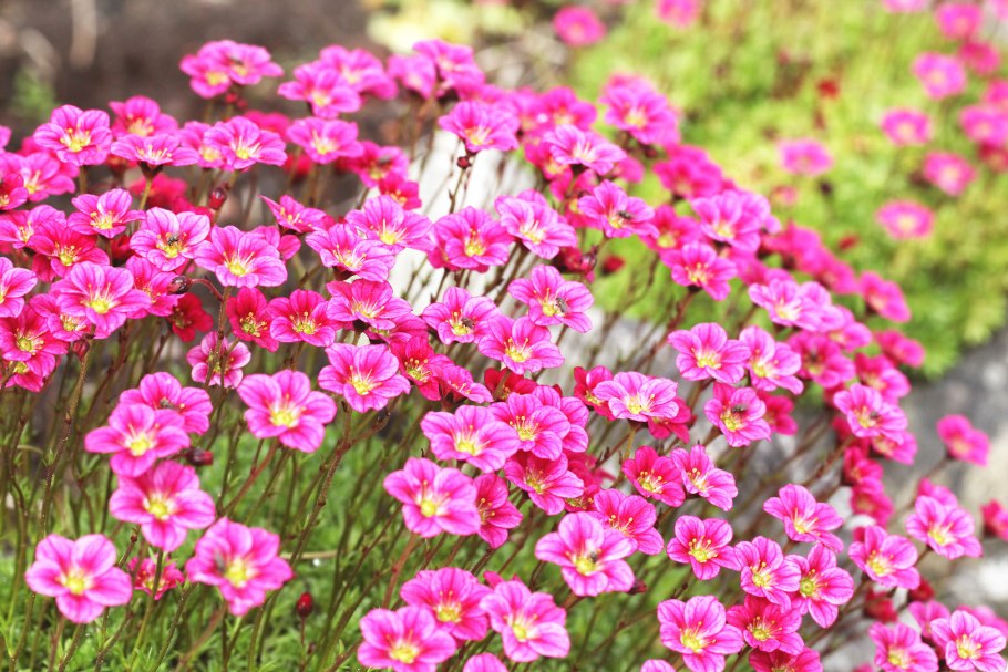 Камнеломка Арендса Schneeteppich