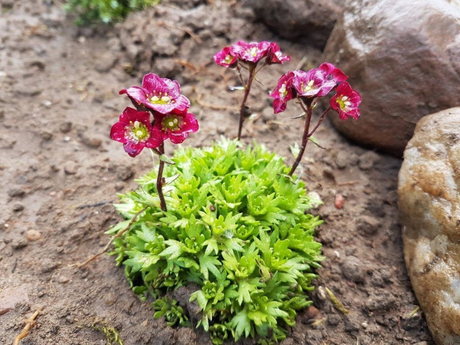 Камнеломка супротивнолистная