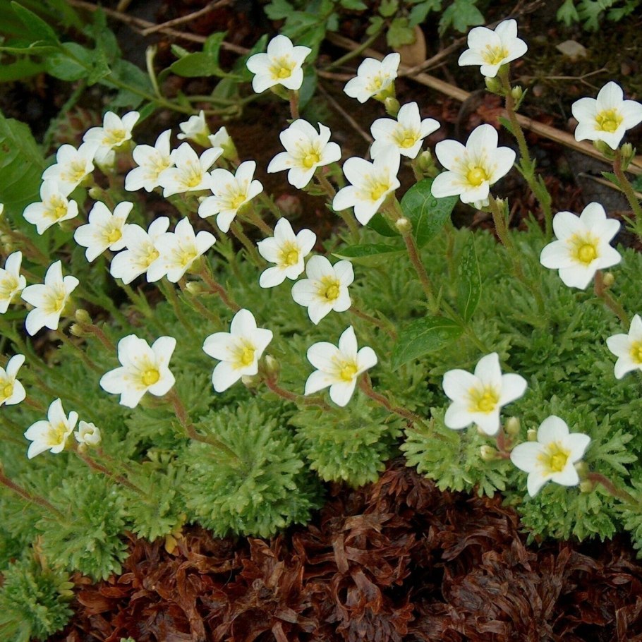 Камнеломка Арендса Альба