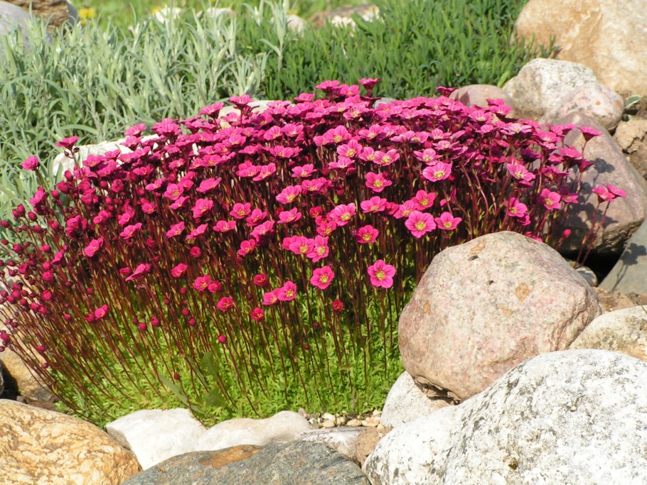 Камнеломка саксифрага