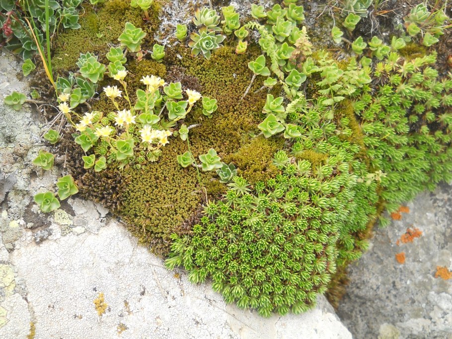 Камнеломка Шнеетеппих