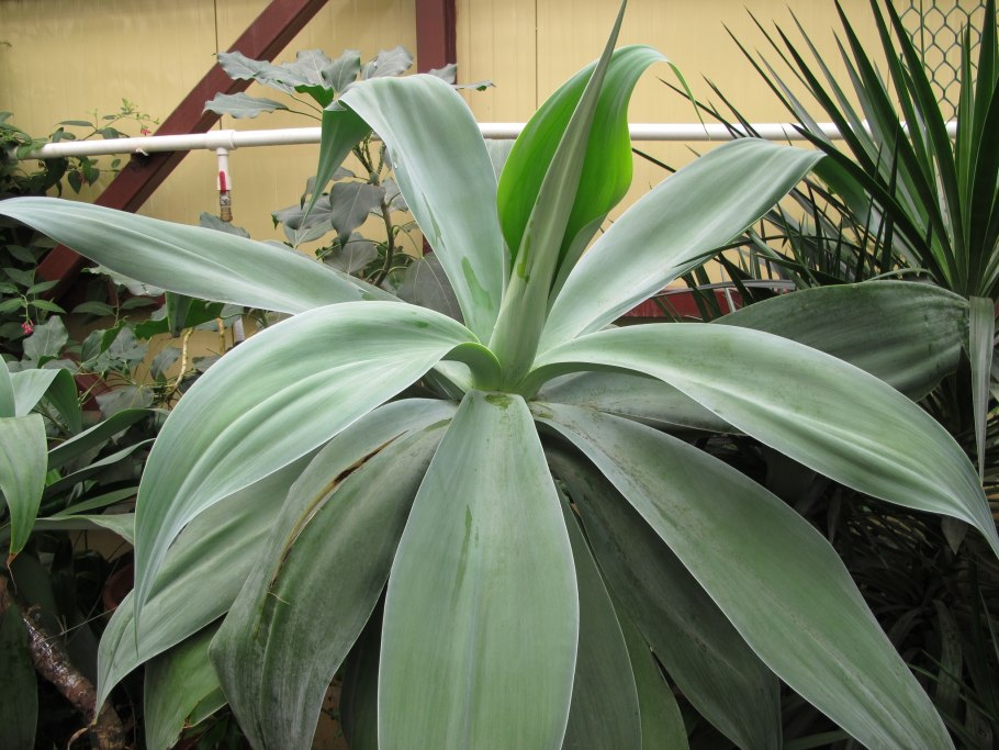 Агава-Agave attenuata..