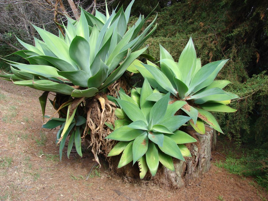 Агава attenuata